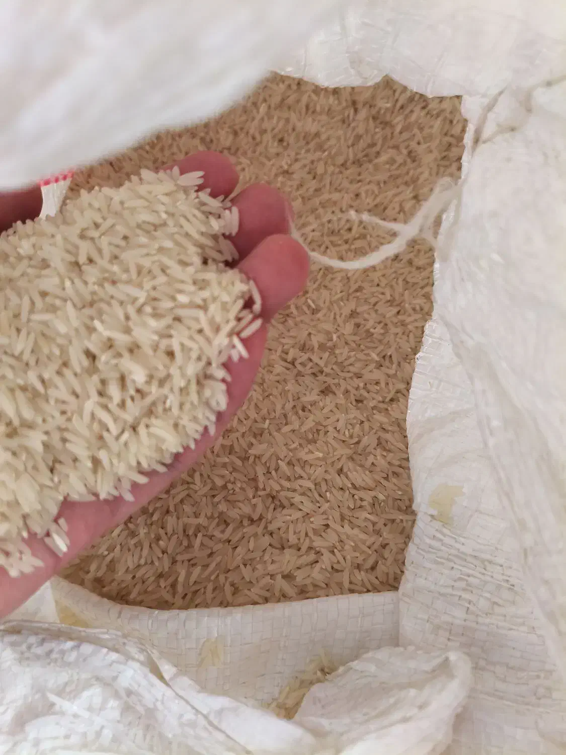 فروش برنج هاشمی|خوردنی و آشامیدنی|چمستان, |دیوار