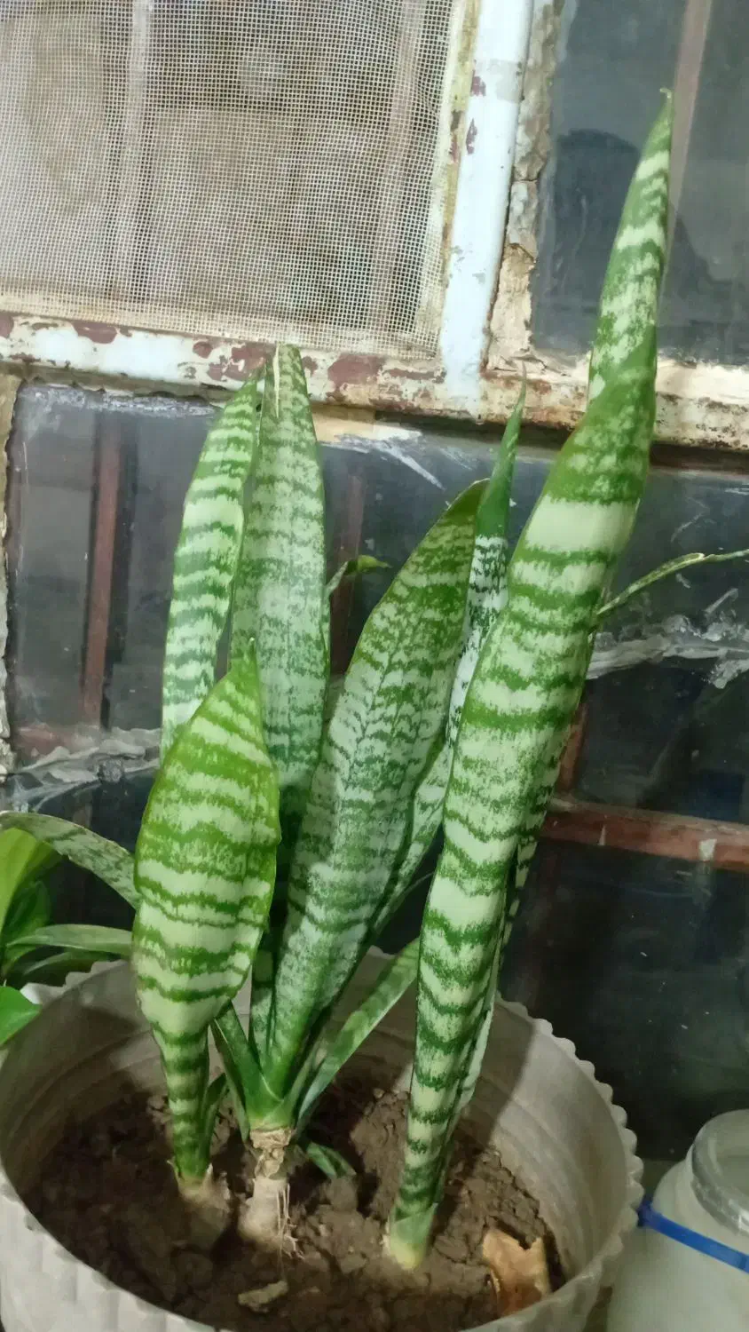 گل های طبیعی زییا|گل و گیاه طبیعی|یاسوج, |دیوار