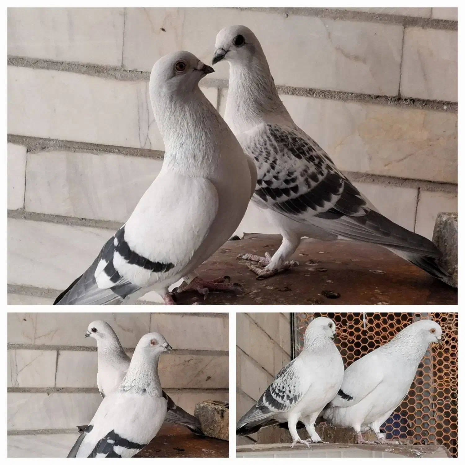 شامی .|پرنده|زرین دشت (فارس), |دیوار