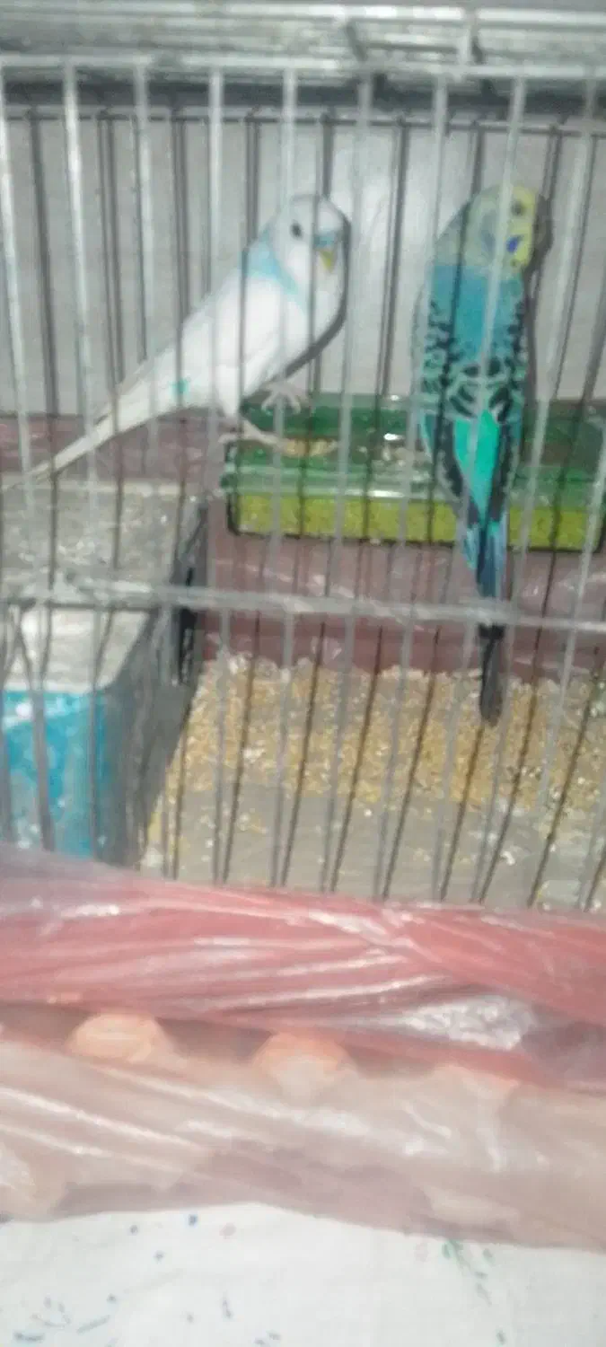 یک جفت مرغ عشق|پرنده|لوشان, |دیوار