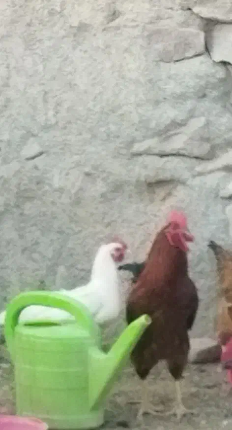 مرغ تخمی وخروس|حیوانات مزرعه|بیرجند, |دیوار