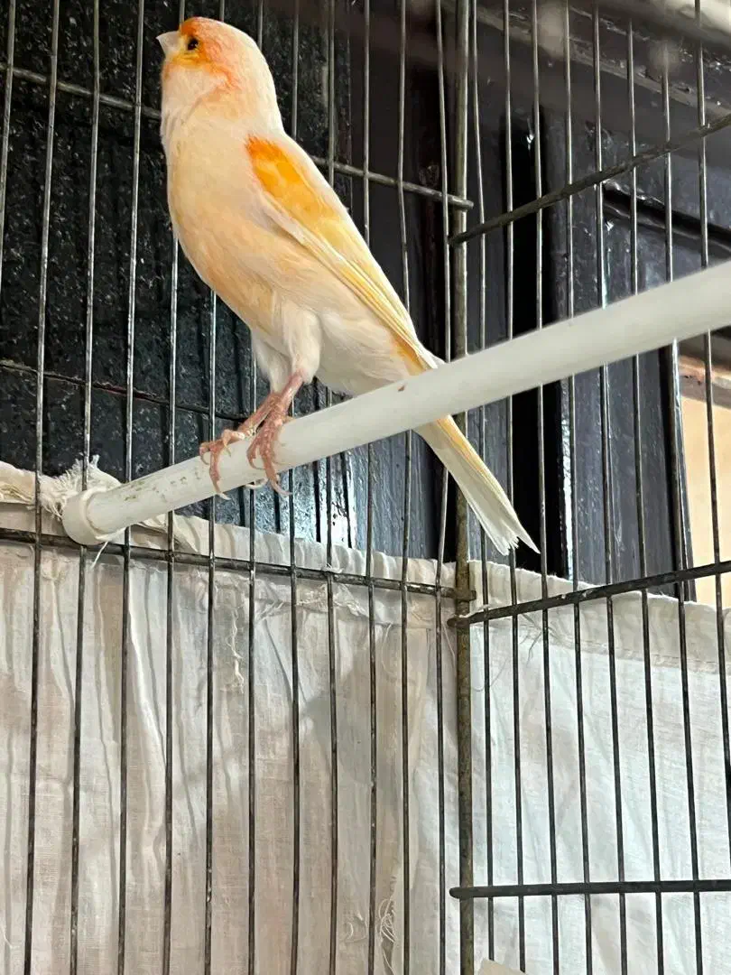 قناری|پرنده|شهر ری, صالح‌آباد شرقی|دیوار