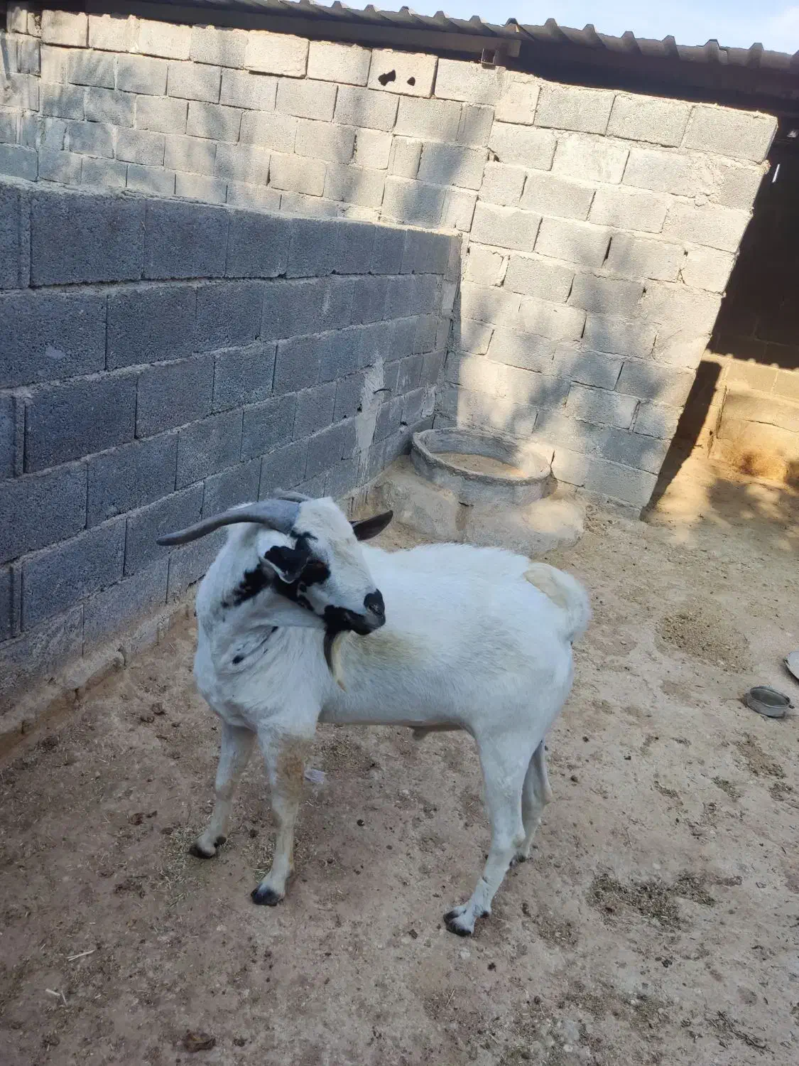 پازن سومالی دو ساله|حیوانات مزرعه|لامرد, |دیوار