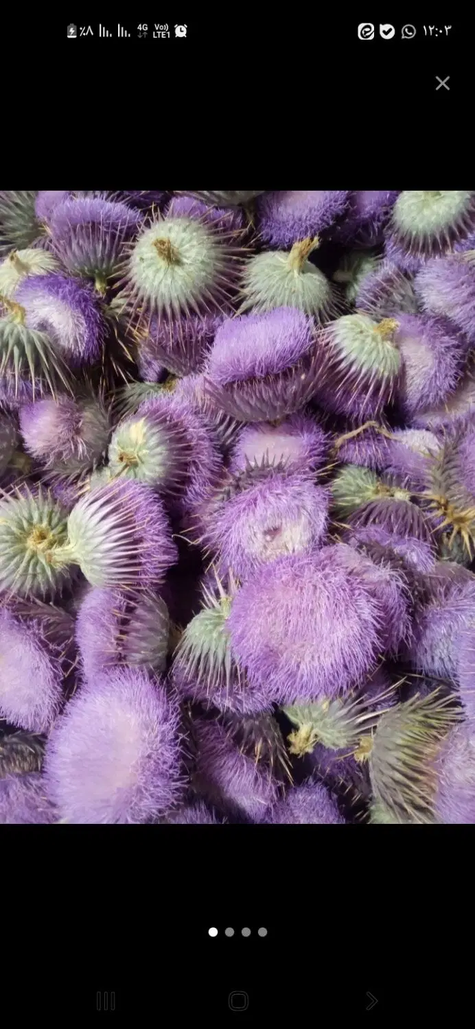 گل گوهری|خوردنی و آشامیدنی|کوار, |دیوار