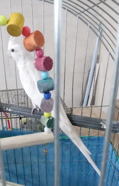 یک عدد عروس آلبینو نر معاوضه یا فروش|پرنده|اراک, |دیوار