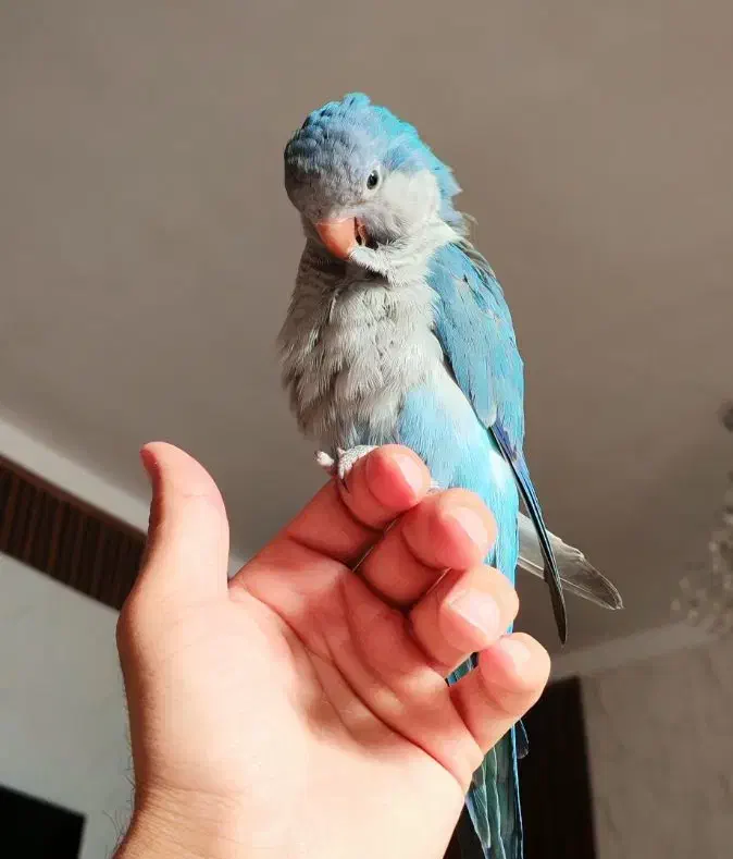 طوطی راهب|پرنده|ری, امین آباد|دیوار