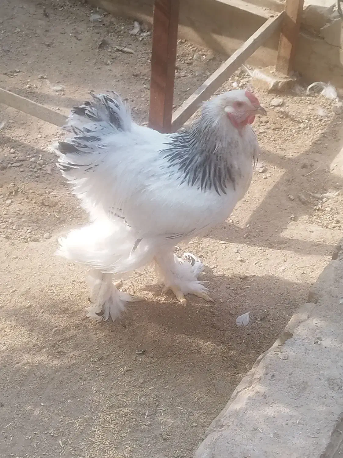 فروش تخم برهما لایت|حیوانات مزرعه|یزد, |دیوار