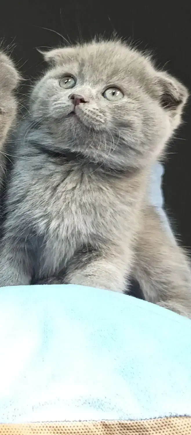 بچه گربه اسکاتیش نر|گربه|تهران, تهرانسر مرکزی|دیوار