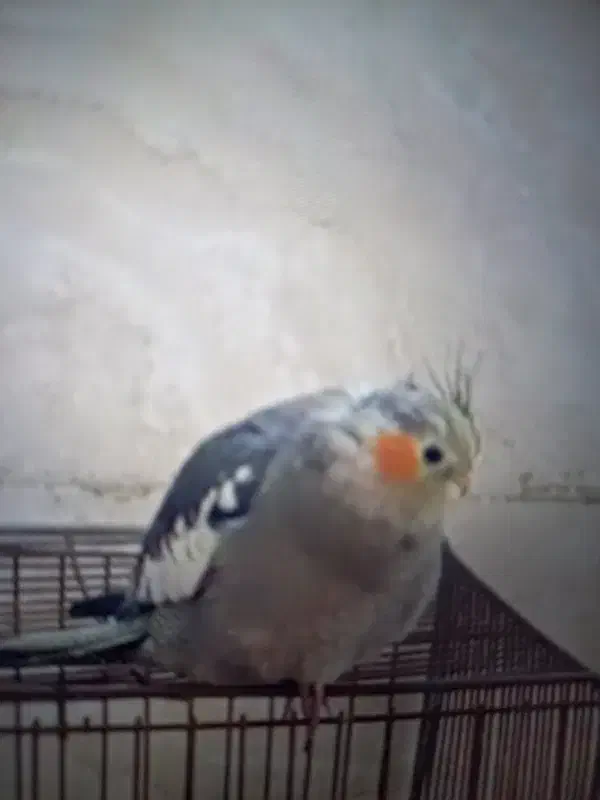 گمشده|حیوانات|خمینیشهر, |دیوار