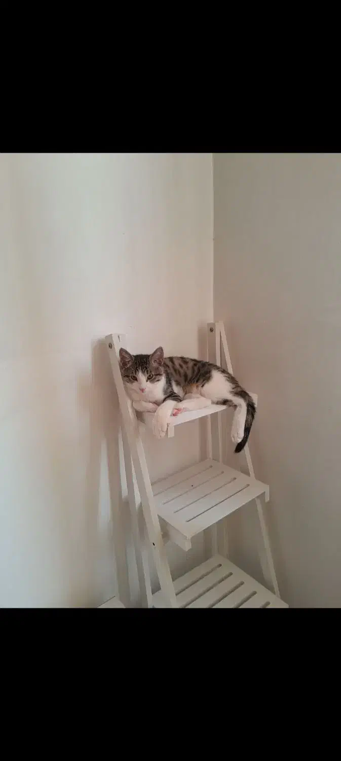 گربه|گربه|ارومیه, |دیوار