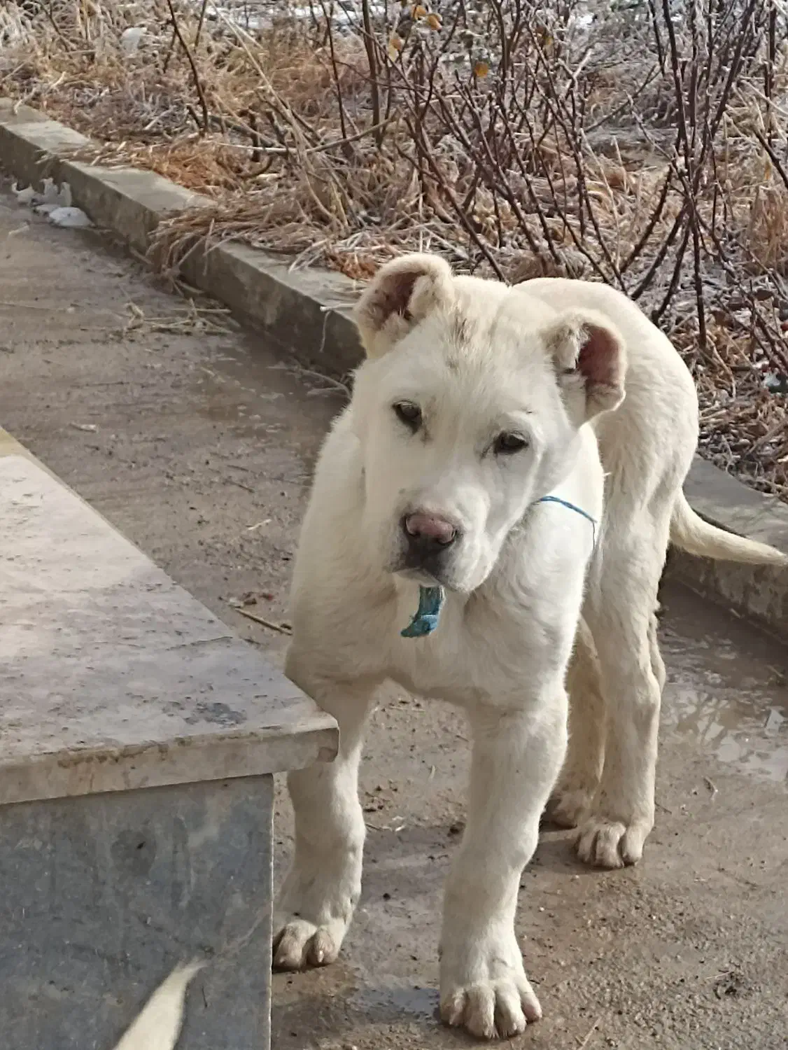 آلابای روس|سگ|فرخ‌شهر, |دیوار