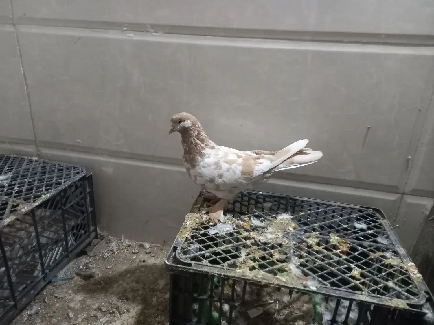 کبوتران پرشی|پرنده|ارومیه, |دیوار