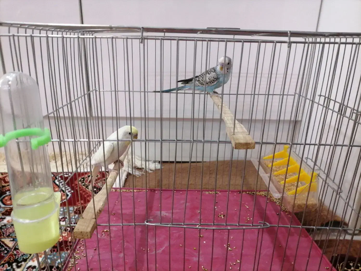 مرغ عشق|پرنده|کلاله, |دیوار