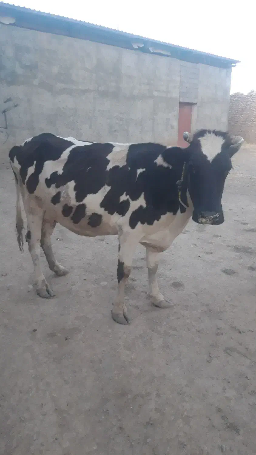 گاو شیری|حیوانات مزرعه|دهگلان, |دیوار