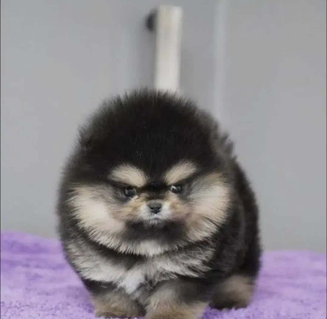 پامرانین بسیار ریز خرسی تیپ عروسکی|سگ|اصفهان, باغ زرشک|دیوار