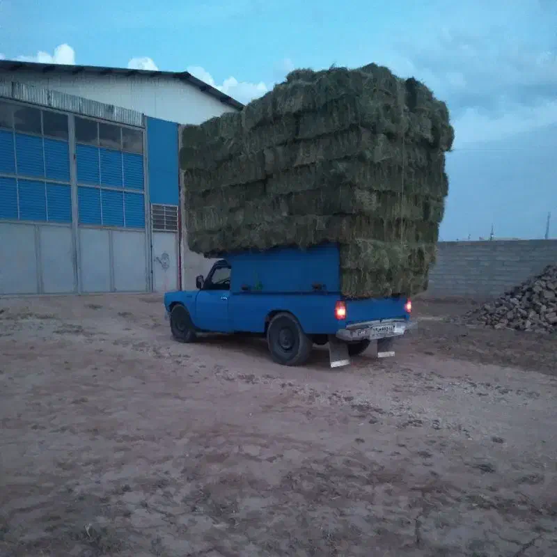 یونجه|عمده‌فروشی|فامنین, |دیوار