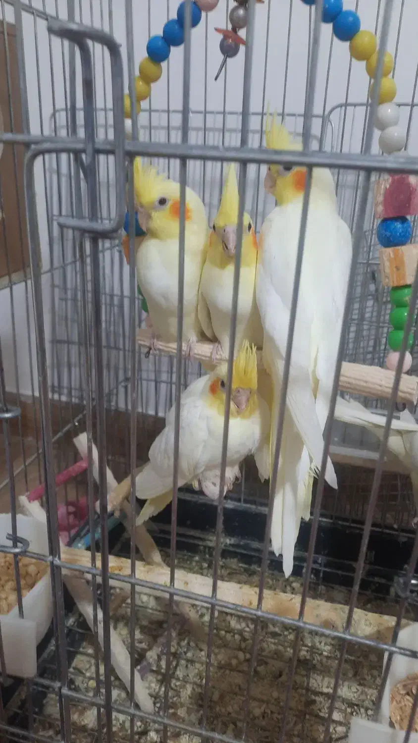 عروس هلندی|پرنده|سهند, |دیوار