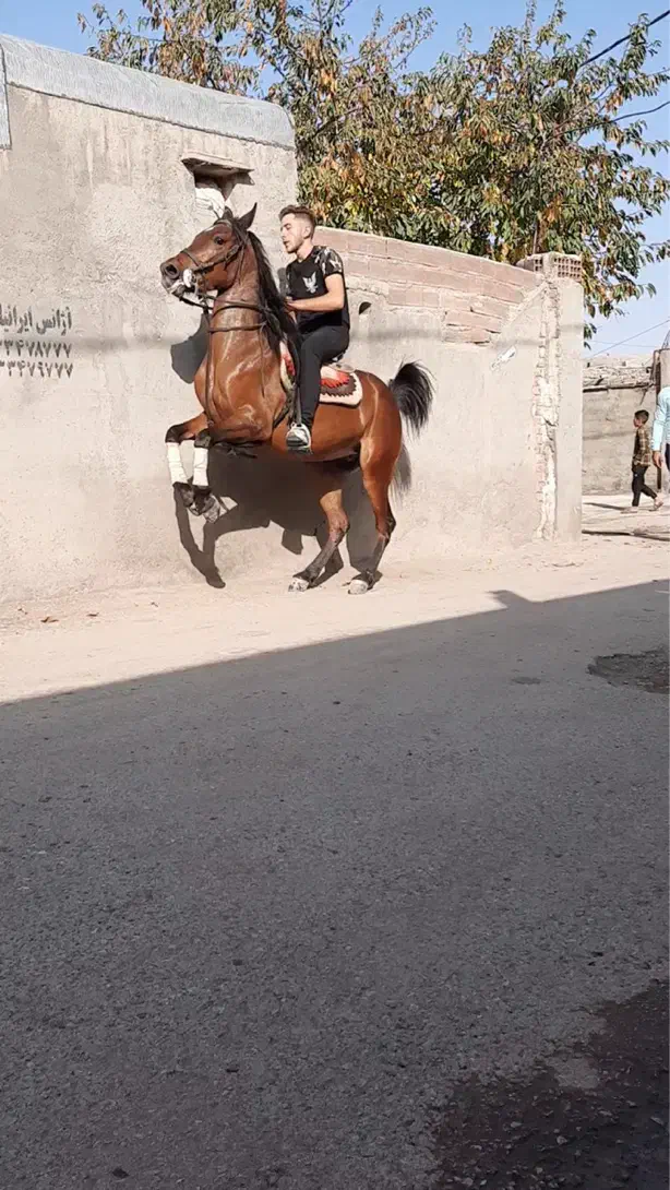 مادیان سواری دار|اسب و تجهیزات اسب‌سواری|اردبیل, |دیوار