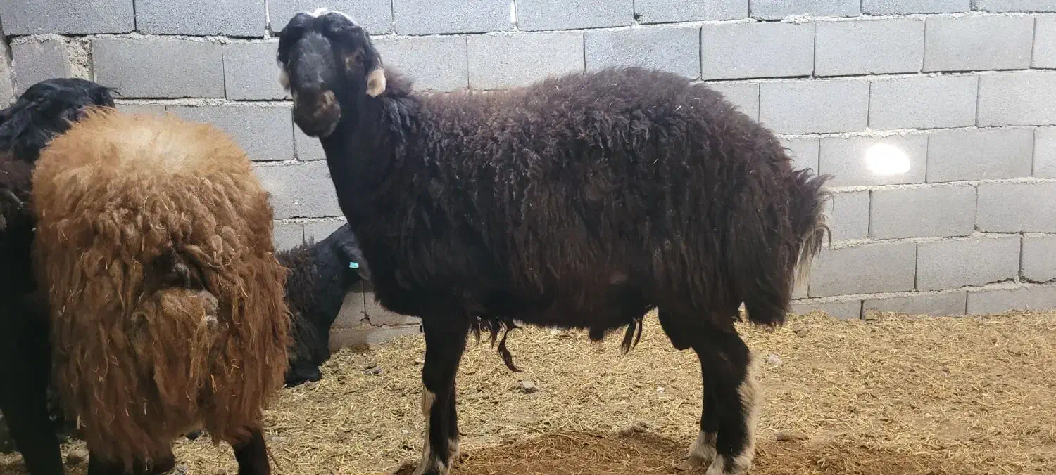 گوسفند بره پرواری جفتی ۱۰۰|حیوانات مزرعه|شریفآباد, |دیوار