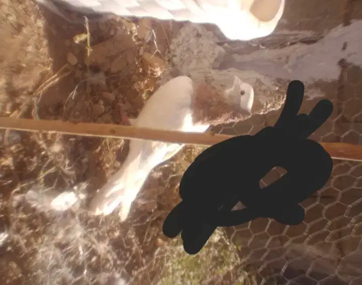 کبوتر طوقی|پرنده|یاسوج, |دیوار