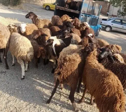 مغان وافشار کم دنبه چربی وگوسفند کم شکم زنده|حیوانات مزرعه|مشهد, نوید|دیوار