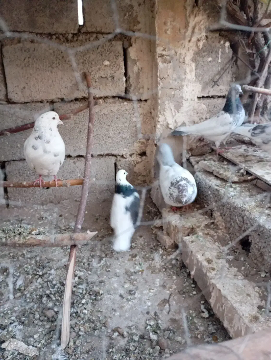 کبوتر|پرنده|زنجانرود, |دیوار