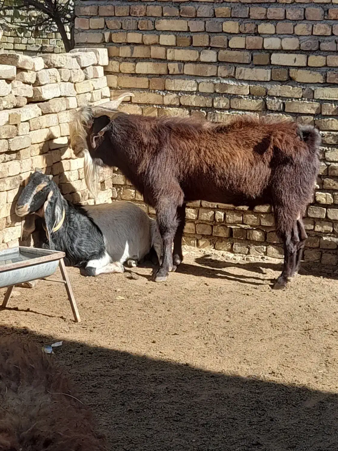 کود حیوانی گونی شده و فله|خدمات باغبانی و درختکاری|اراک, |دیوار