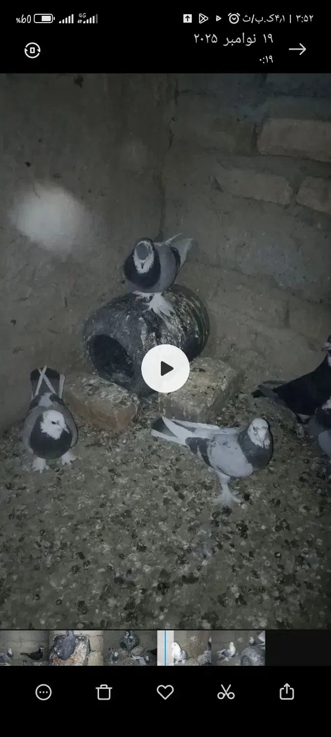 کفتر کورکورو اصل|پرنده|زهک, |دیوار