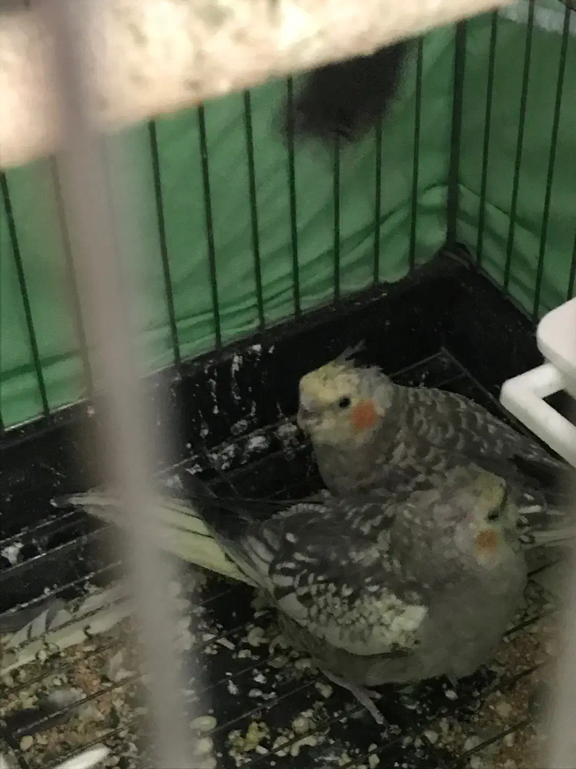 پرنده زینتی|پرنده|الیگودرز, |دیوار