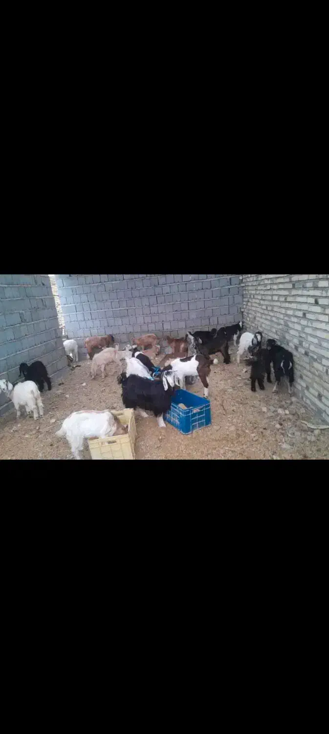 30تا کهر یکجا بفرش میرسد|حیوانات مزرعه|بند زرک, |دیوار