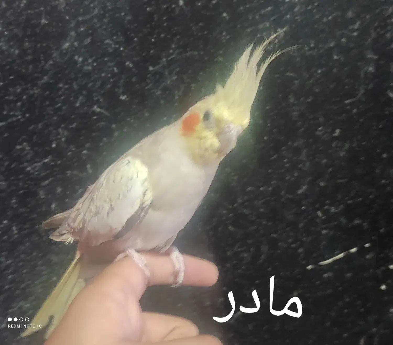 جوجه عروس هلندی|پرنده|اسلام‌شهر, مسکن مهر اسلاشهر (شهرک امام خمینی)|دیوار