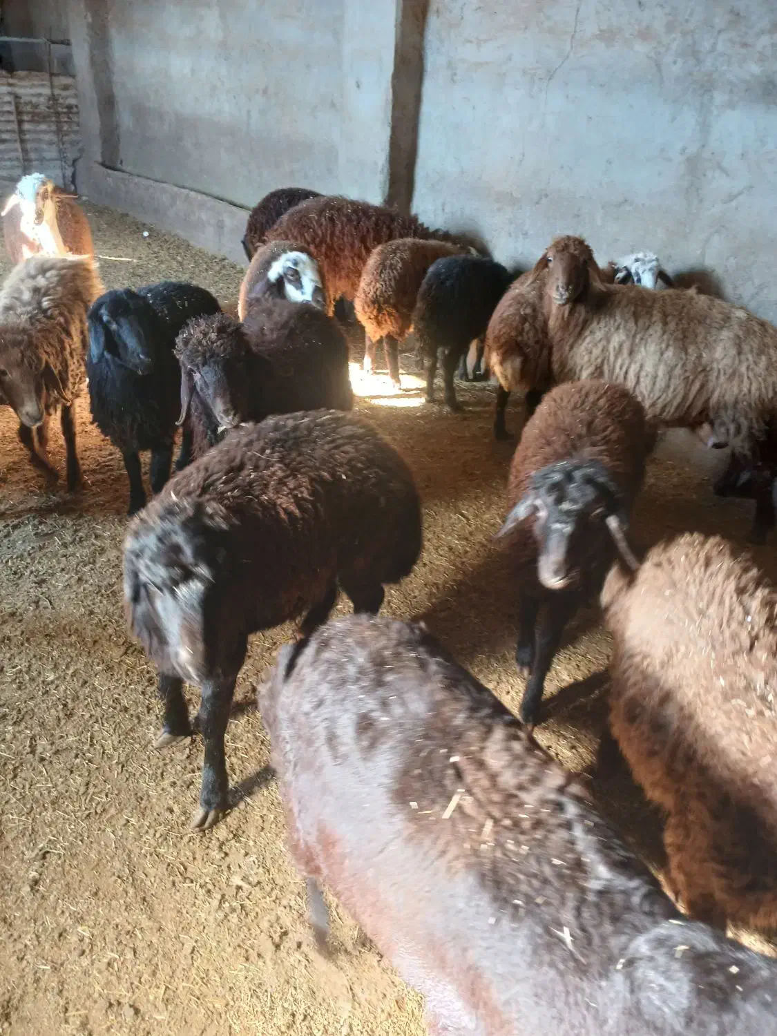 گوسفند|حیوانات مزرعه|هریس, |دیوار