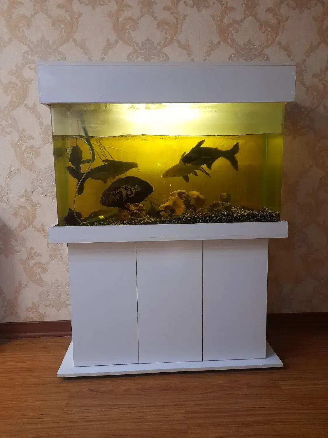 آکواریوم ۱ متری|ماهی|تهران, شهرک چیتگر|دیوار