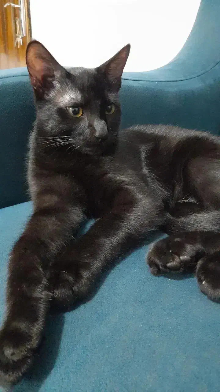 واگذاری یه بچه گربه نر عقیم شده مشکی|گربه|مبارکه, |دیوار