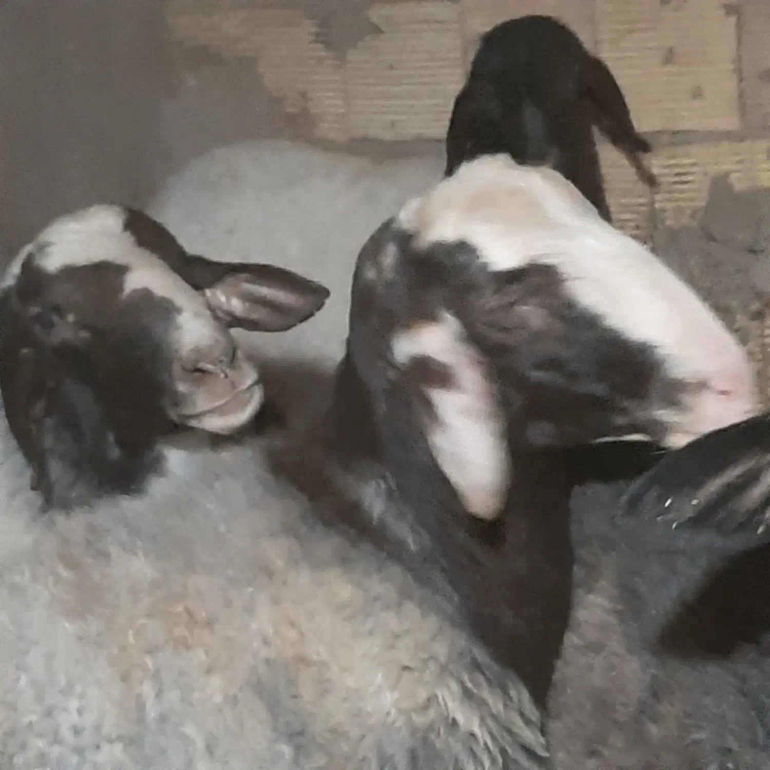 باسلام بره نرخوب وکم دنبه فروشی|حیوانات مزرعه|کاشان, فاز ۲ ناجی آباد|دیوار