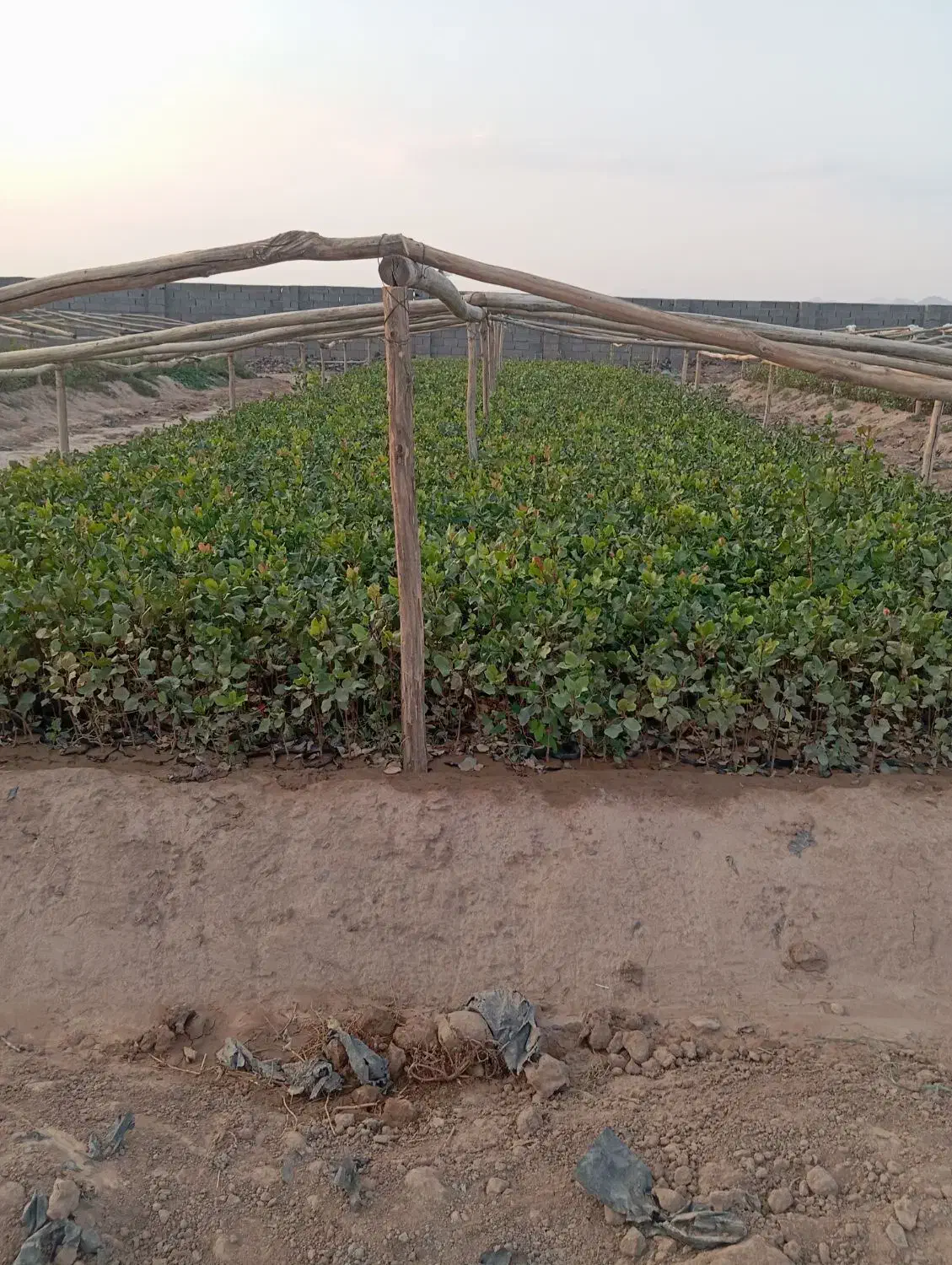 نهال پسته|گل و گیاه طبیعی|ماهان, |دیوار