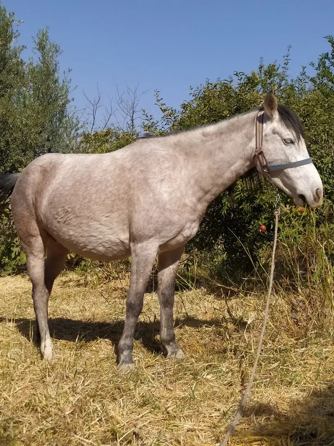 یه عدد مادیان چهارسال زیبا و عزیز|اسب و تجهیزات اسب‌سواری|سرپل ذهاب, |دیوار