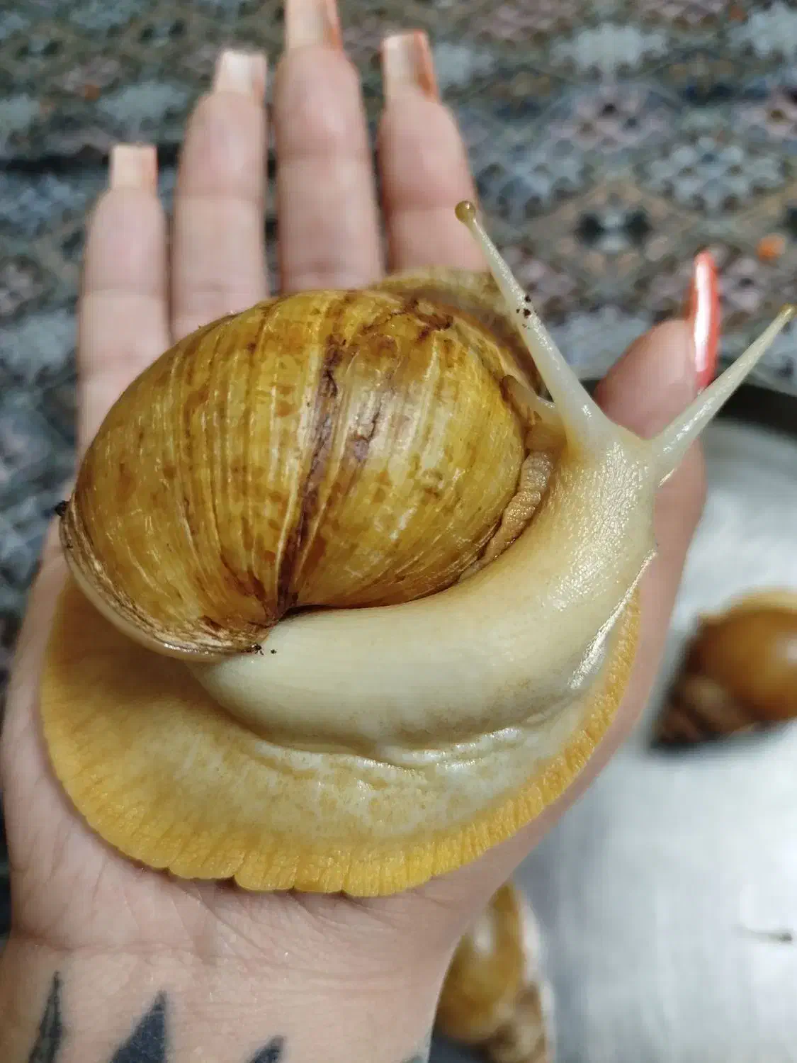 حلزون کلاژن ساز سایز ریز تا درشت|خزنده|تهران, نازی‌آباد|دیوار