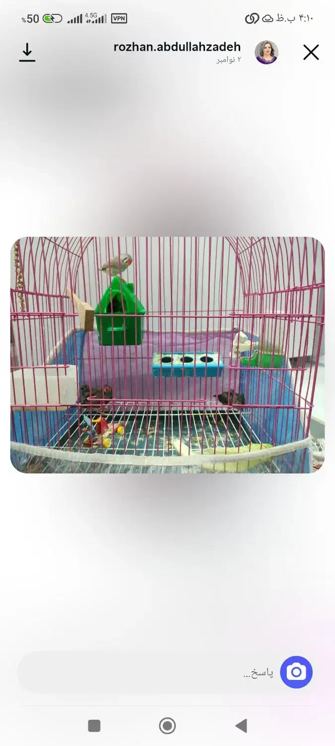 جوجه فنج|پرنده|اشنویه, |دیوار