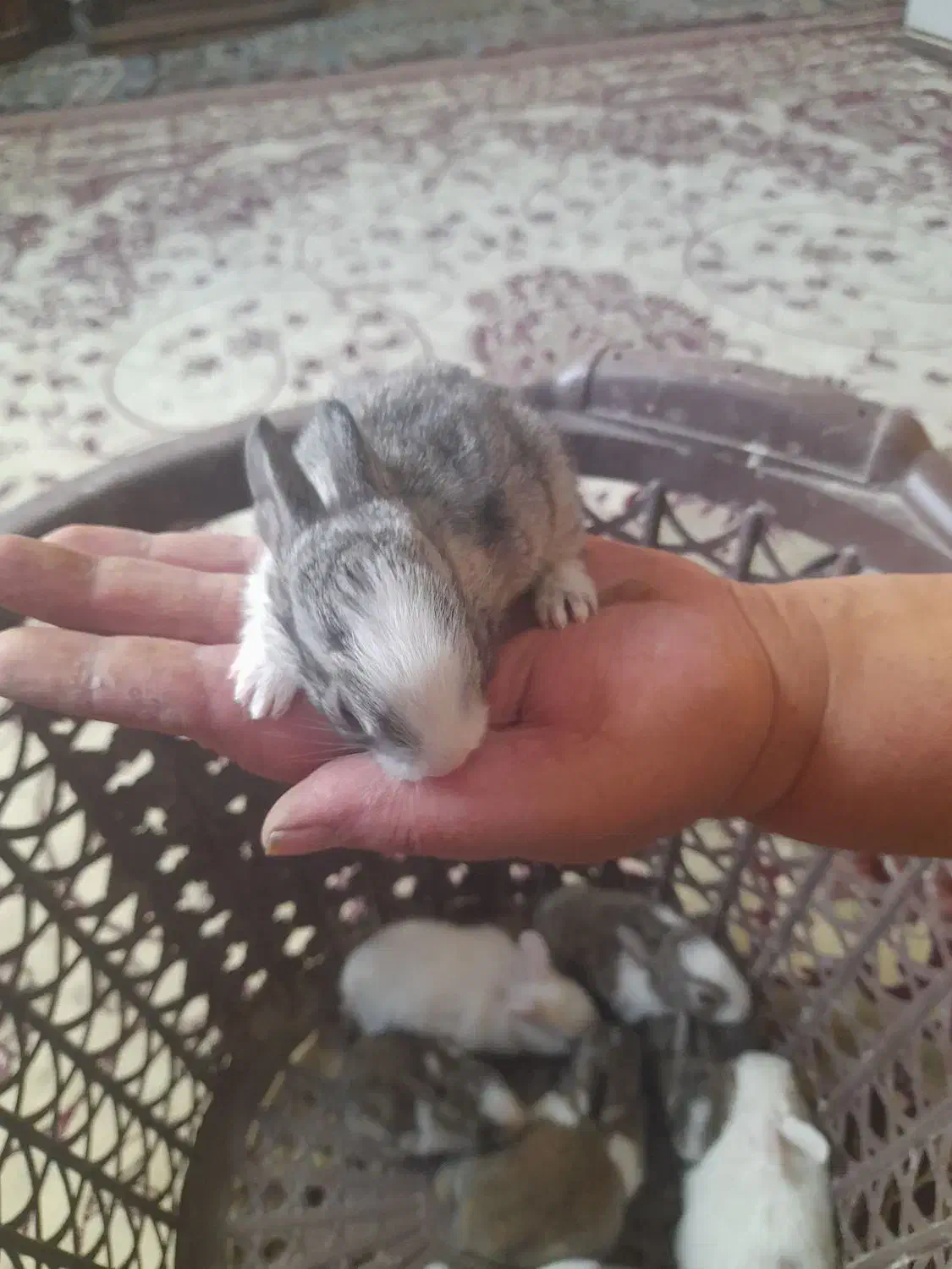 بچه خرگوش خوشکل از نژاد خوب|موش و خرگوش|جهرم, |دیوار