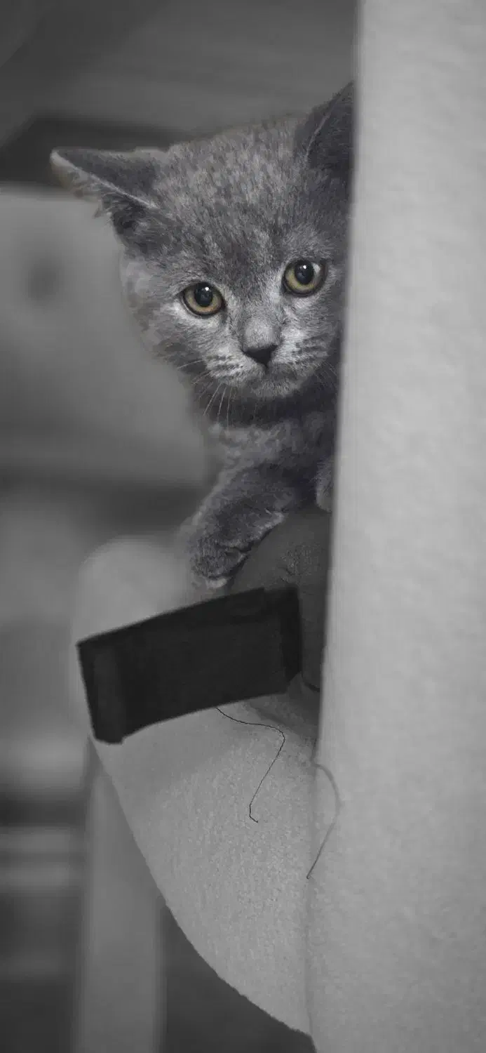 واگذاری گربه اسکاتیش|گربه|گلستان (تهران), |دیوار