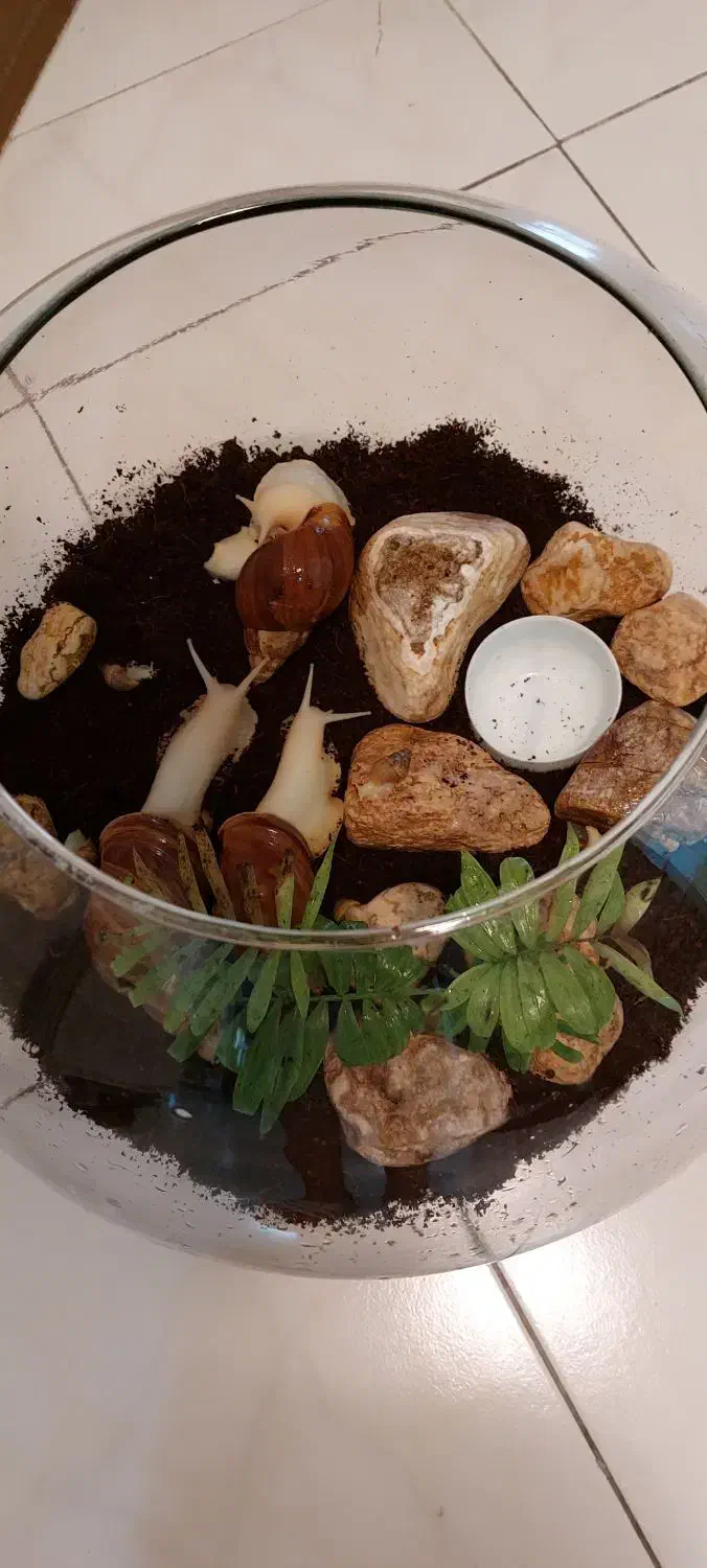 فروش حلزون آچاتینا|خزنده|اصفهان, بهار آزادی|دیوار