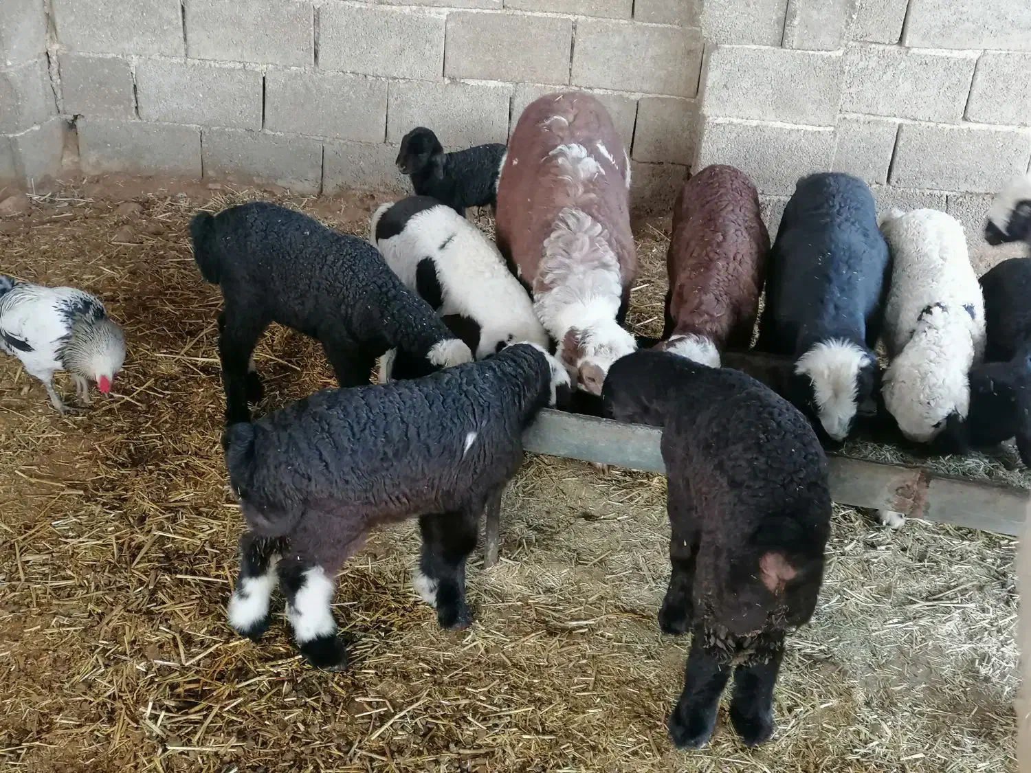 فروش 25 راس میش بره دار و ابستن گلون|حیوانات مزرعه|کازرون, |دیوار