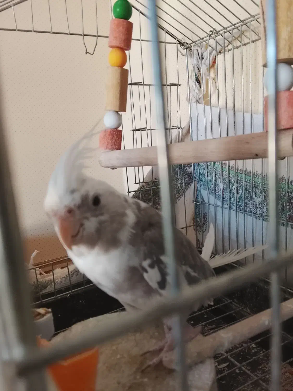 عروس هلندی|پرنده|محلات, |دیوار