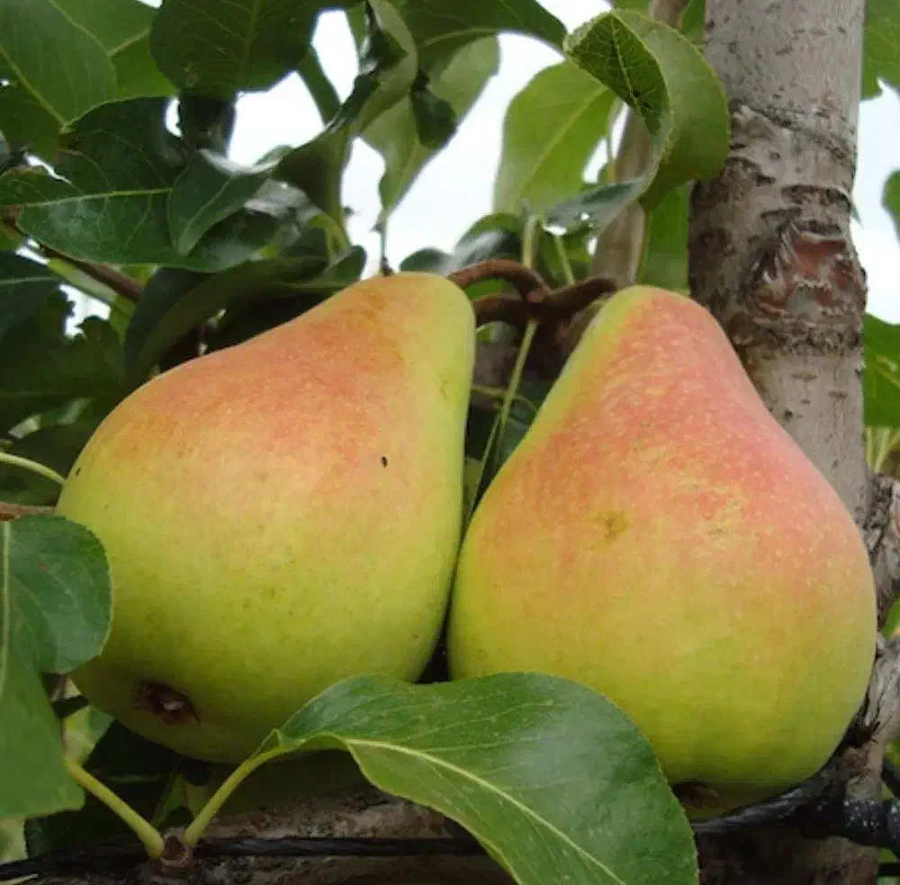 فروش نهال گلابی سانتاماریا|خدمات باغبانی و درختکاری|تربت‌حیدریه, کلاته توکلی|دیوار