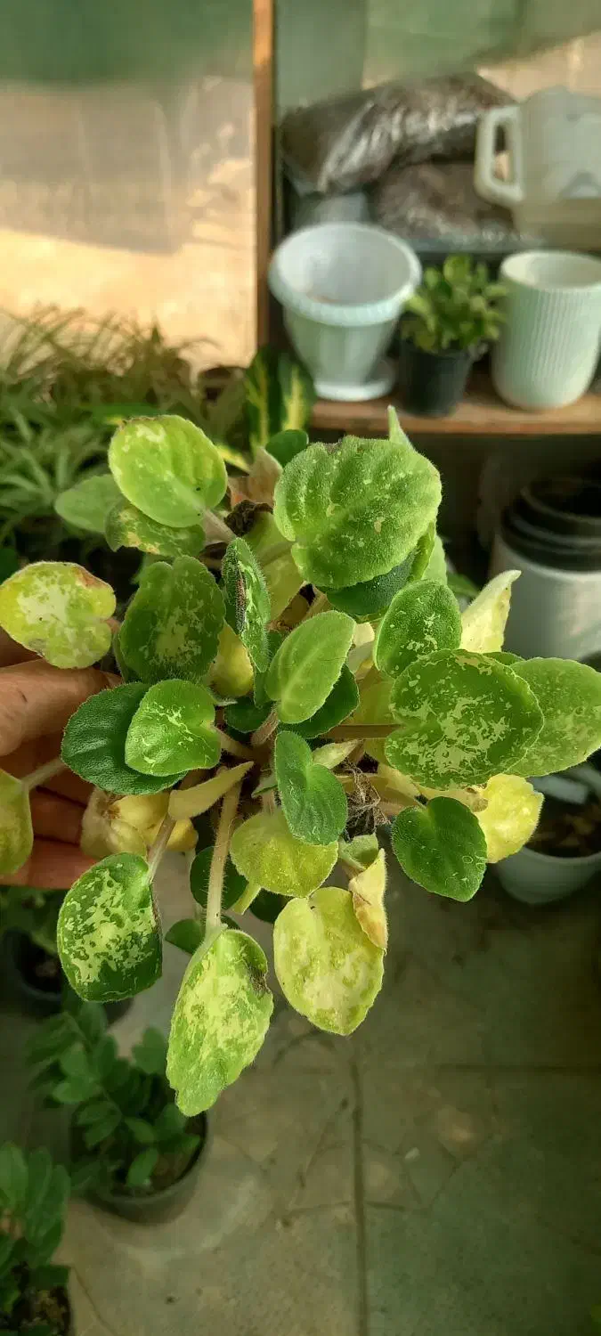 فروش انواع گلهای آپارتمانی|گل و گیاه طبیعی|داراب, |دیوار