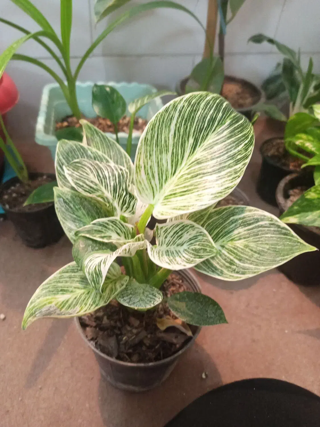 گل آپارتمانی زیر قیمت گلخونه|گل و گیاه طبیعی|یزد, |دیوار