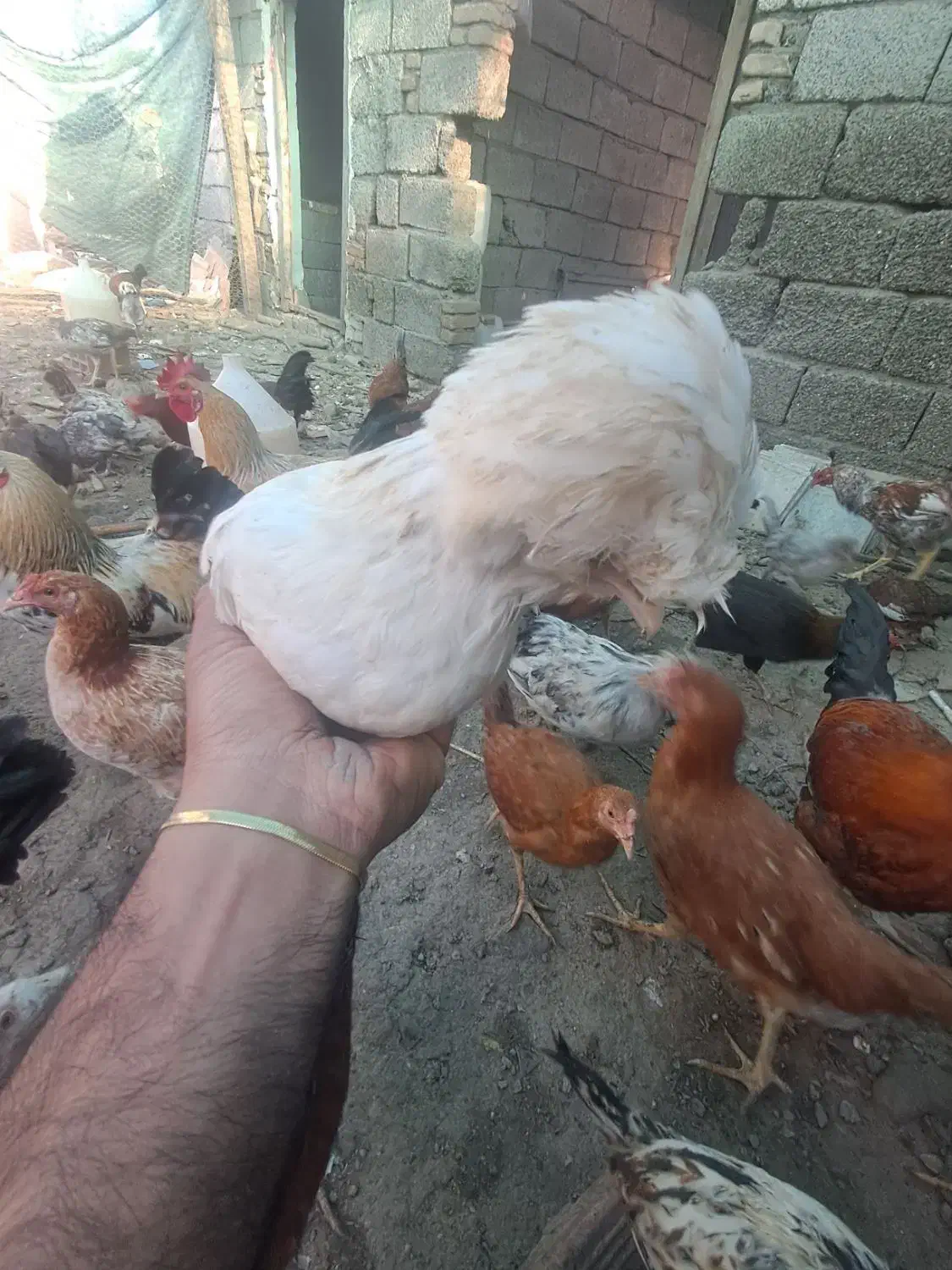 مرغ محلی اصل|حیوانات مزرعه|رامیان, |دیوار