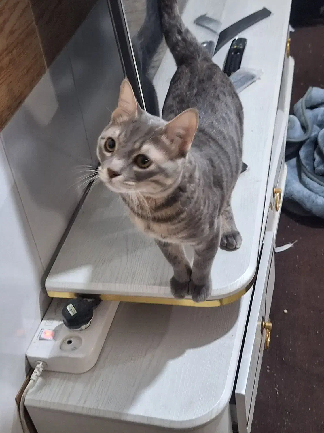 واگذاری گربه|گربه|قم, نیروگاه|دیوار