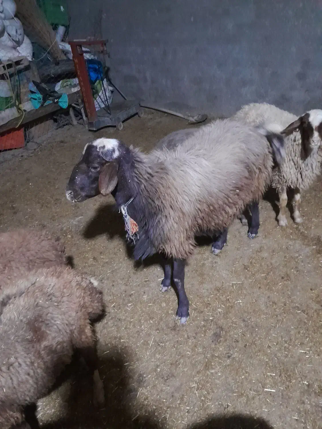 یک عدد قوچ سه شیره تخمی خوشتیپ|حیوانات مزرعه|کوهدشت, |دیوار